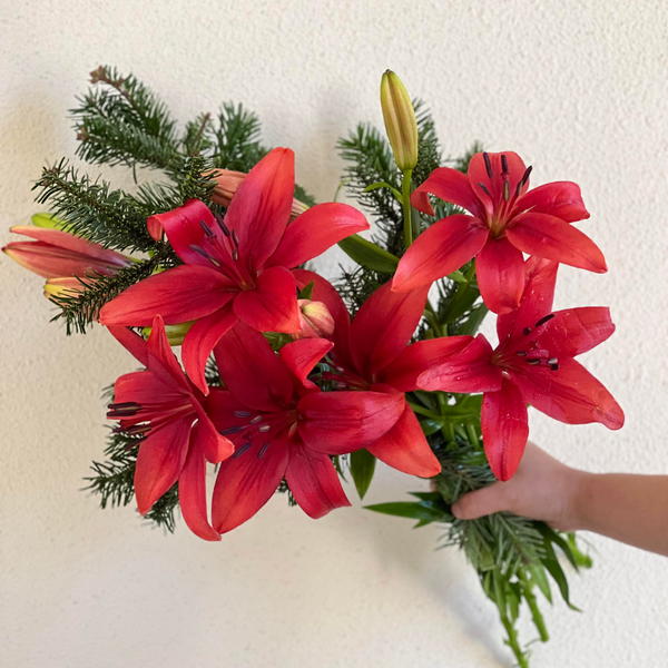 Christmas Lilies