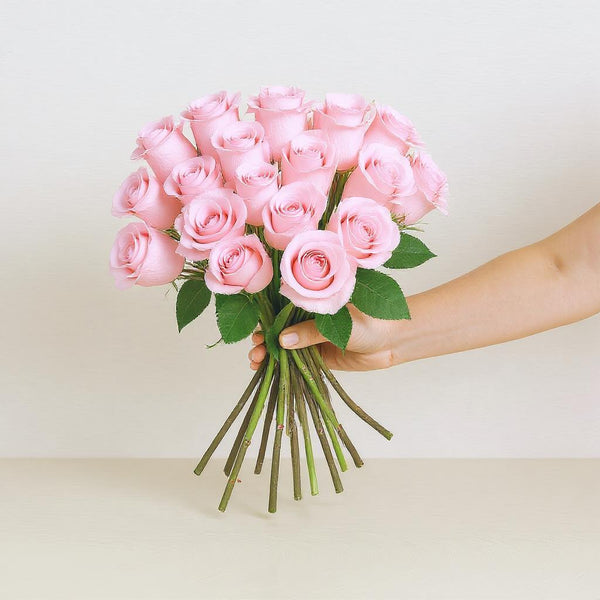 Roses | Baby pink