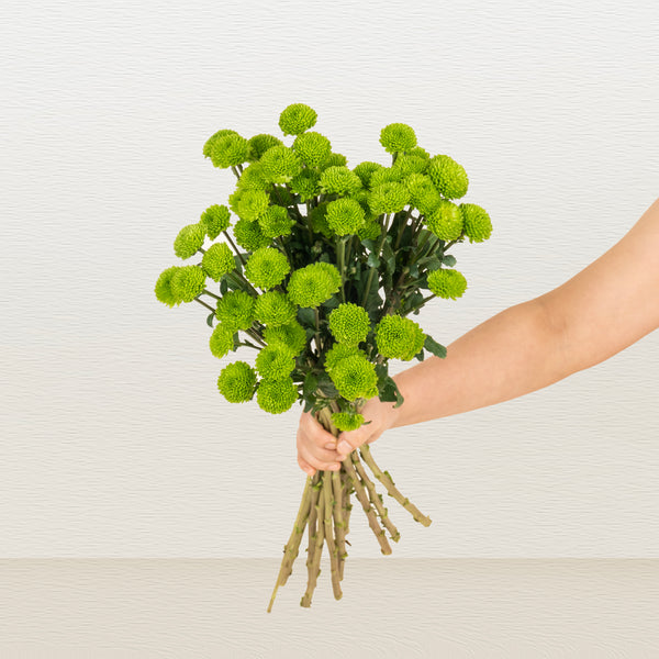 Button Chrysanthemums | Green