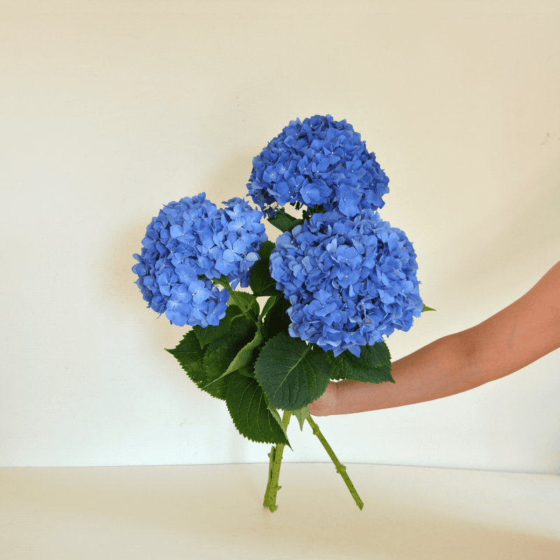 Hydrangeas | Nikko Blue